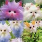 20x Rare cat Face Orchid Seeds Dracula Cute Simia Garden Plant Flower Decor
