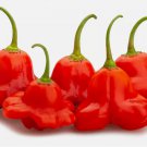 Ubatuba Cambuci / BRAZILIAN Orchid pepper seeds (20) / MILD / EXTREMELY RARE