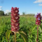 HEAL ALL Medicinal Herb Seeds BULK Self-Heal, All-Heal (Prunella Vulgaris) 200 Seeds