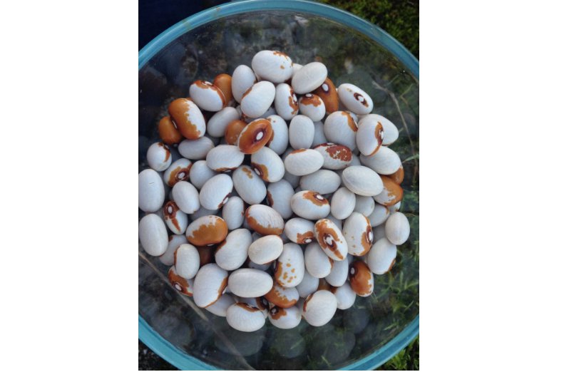 25 Hidatsa Shield Bean Seeds  FLORIDA GROWN / DELICIOUS / BUSH BEAN / RARE