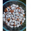 25 Hidatsa Shield Bean Seeds  FLORIDA GROWN / DELICIOUS / BUSH BEAN / RARE