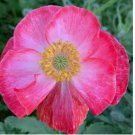 Pink & White Shirley Poppy 1000 Seeds – Papaver rhoeas Garden Flower Zones 3–10