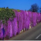 Purple Aubrieta Flower Seeds / Perennial 50+ Seeds