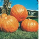 10 Big Max Pumpkin Seeds | Heirloom / 100+ LBS | Non-GMO