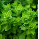 300 Common Oregano Seeds | Heirloom / Non-GMO