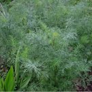 Dukat Dill Seeds | 500 Seeds | Heirloom / Non-GMO