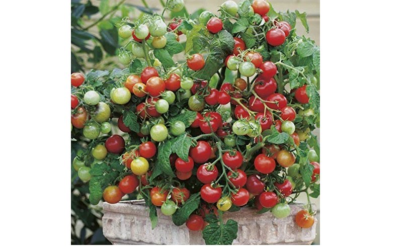 15 Tiny Tim Tomato Seeds | Heirloom / Non-GMO