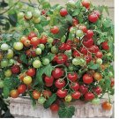 15 Tiny Tim Tomato Seeds | Heirloom / Non-GMO