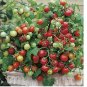 15 Tiny Tim Tomato Seeds | Heirloom / Non-GMO
