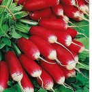 200 French Breakfast Radish Seeds | Heirloom / Non-GMO