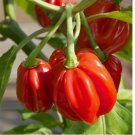 20 Red Scotch Bonnet Pepper Seeds | Heirloom / Non-GMO