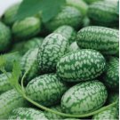 25 Mexican Sour Gherkin Cucumber Seeds - Cucamelon - Mouse Melon | Non-GMO | 1060
