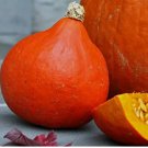 10 Japanese Red Kuri Squash Seeds | Uchiki Kuri | Heirloom / Non-GMO | 1122