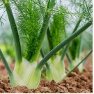 300 Florence Fennel Seeds | Heirloom / Non-GMO