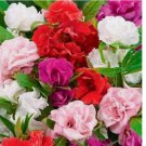 50 Camelia Flowered Mix Impatiens Seeds | Non-GMO