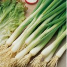 250 White Lisbon Onion Seeds | Scallion / Bunching | Non-GMO
