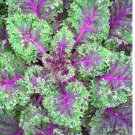250 Red Russian Kale Seeds | Heirloom / Non-GMO