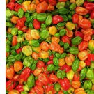 10 Aji Dulce Pepper Seeds | Heirloom / Non-GMO
