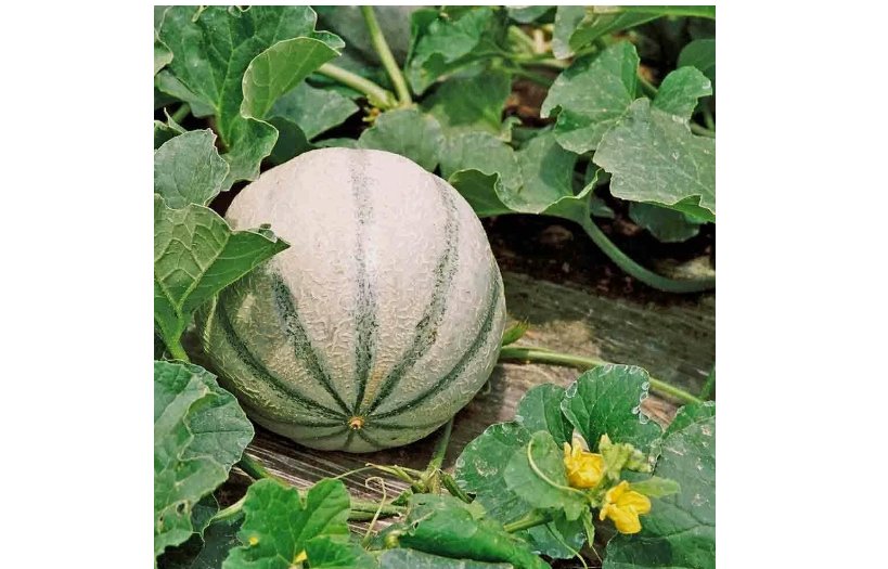 25 Charentais Melon Seeds | Heirloom / Non-GMO