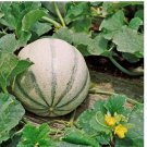 25 Charentais Melon Seeds | Heirloom / Non-GMO