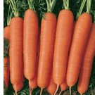 300 Scarlet Nantes Carrot Seeds | Heirloom / Non-GMO