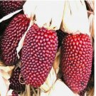 30 Strawberry Popcorn Corn Seeds | Heirloom / Non-GMO