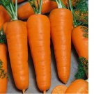 300 Red Cored Chantenay Carrot Seeds | Heirloom / Non-GMO