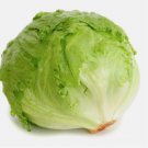 400 Iceberg Lettuce Seeds | Heirloom / Non-GMO