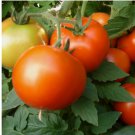 10 Early Girl Tomato Seeds (F1 Hybrid) | Non-GMO