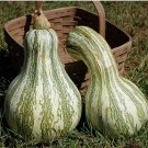 10 Cushaw Green Striped Pumpkin Seeds | Heirloom / Non-GMO