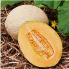20 Hales Best Jumbo Cantaloupe Seeds | Heirloom / Non-GMO