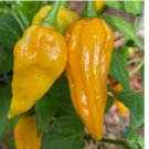 5 Fatalii Pepper Seeds | Heirloom / Non-GMO