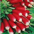 400 French Breakfast Radish Seeds | Heirloom / Non-GMO