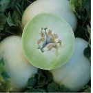 50 Green Honeydew Melon Seeds | Heirloom / Non-GMO