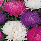 100 Giants Of California Aster Seeds | Non-GMO