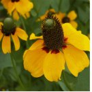 500 Clasping Coneflower Seeds | Non-GMO