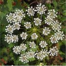 200 Anise Seeds | Licorice Herb | Heirloom / Non-GMO