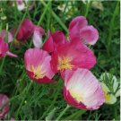 100 Purple Gleam California Poppy Seeds | Non-GMO
