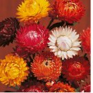 150 Tom Thumb Mix Strawflower Seeds Flower Seeds