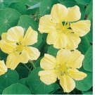 15 Moonlight Nasturtium Seeds | Creamy Yellow Flowers | Heirloom / Non-GMO