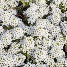 50 Tiny Tim Alyssum Seeds | Heirloom | White Alyssum