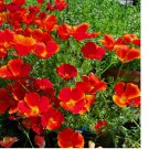 Red Chief California Poppy Seeds | 200  Seeds