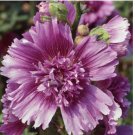20 Queeny Purple Hollyhock Seeds |  AAS Winner
