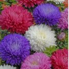 50 Ostrich Feather Mix Aster Seeds 50 Ostrich Feather Mix Aster Seeds