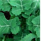 200 Premier (Early Hanover) Kale Seeds | Heirloom / Non-GMO
