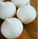 200 White Sweet Spanish Onion Seeds | Heirloom / Non-GMO