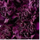 15 Grenadin King of Blacks Carnation Seeds