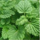 300 Lemon Catnip Seeds | 300 Seeds | Heirloom / Non-GMO