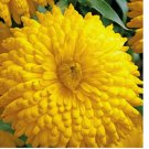 20 Golden Emperor Calendula Seeds | Heirloom | Giant Double Yellow Flowers