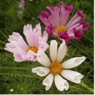 50 Seashells Cosmos Seeds | 50 - 1,000 Seeds | Non-GMO